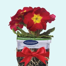 Gift Certificates