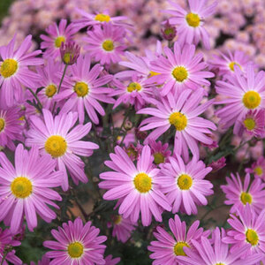 Daisy Mums