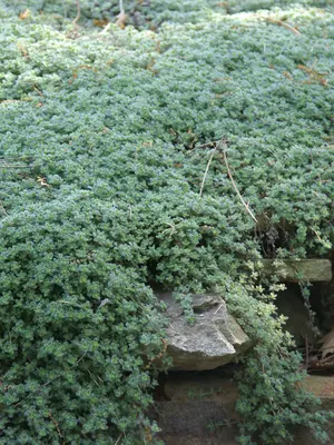 Link to Thymus Lanuginosus